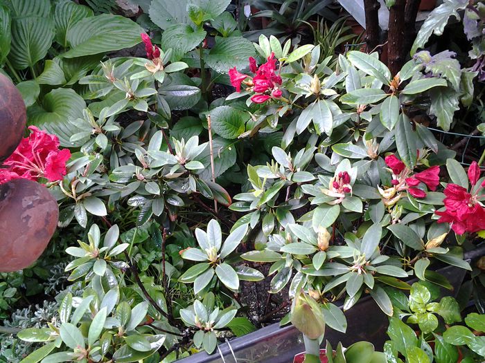 rododendron - 1mai