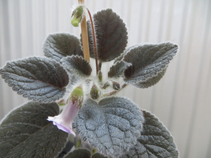  - mini sinningii 2014