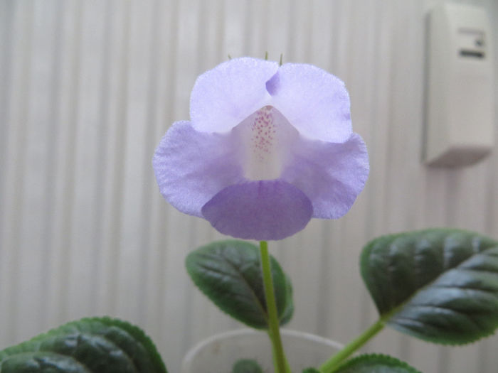  - mini sinningii 2014