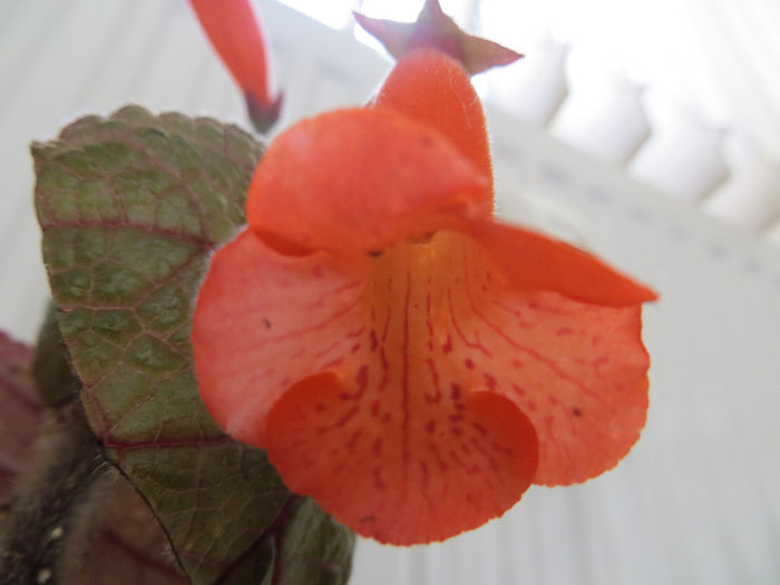 Peridot s Patchwork Quilt - mini sinningii 2014