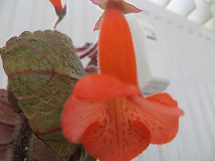  - mini sinningii 2014