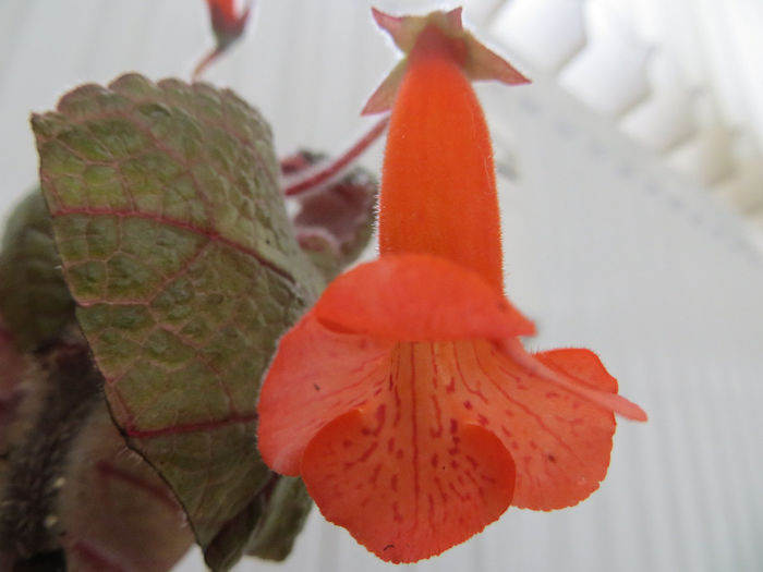  - mini sinningii 2014