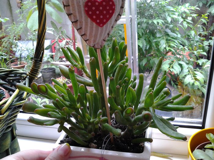 20140515_164102 - suculente 2013-2014-2015-2016