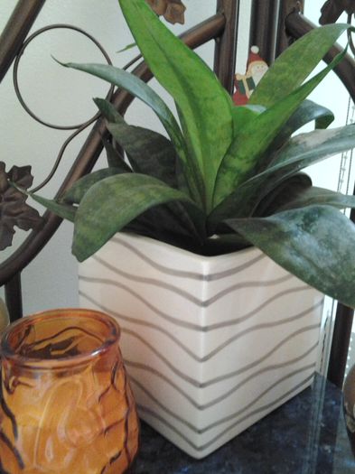 20140515_172127 - suculente 2013-2014-2015-2016