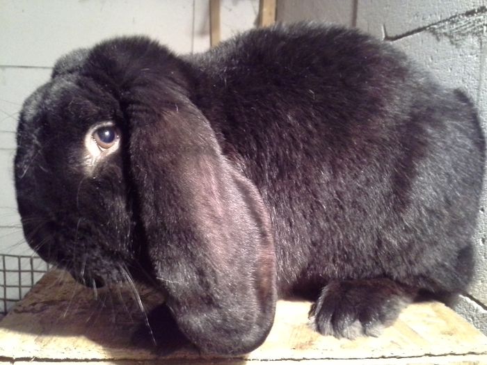 Mascul 2 ani, tatuat, cu acte