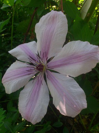 DSC_5018 - Clematis