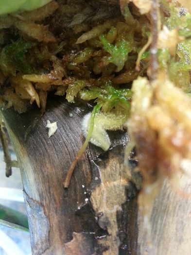 20140515_175347; Bulbophyllum graveolens
