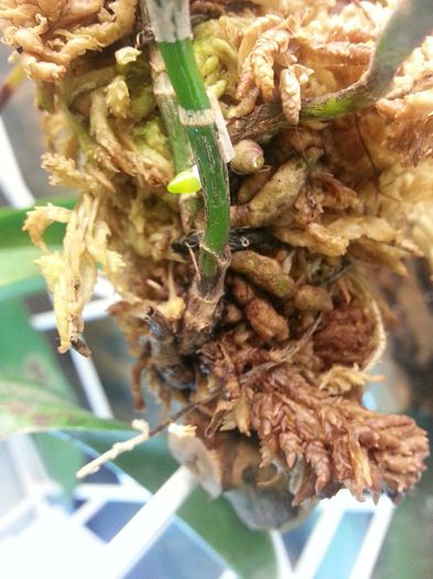 20140515_175335; Brassavola nodosa
