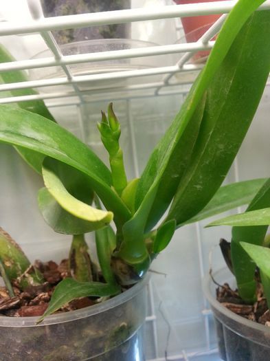 20140515_175305; Cattleya no.id.
