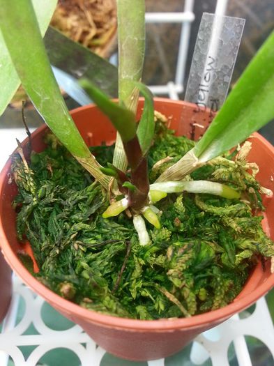 20140515_175214; Brassolaelia yellow bird
