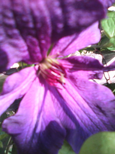 Jackmanii - 2015 disponibil clematis