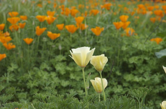 California Poppy