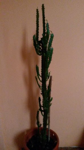 cactus - flori de camera