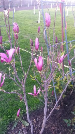 20140420_193329 - magnolii