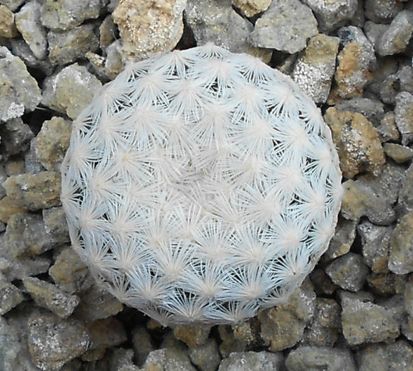 mammillaria egregia - e-spinatii