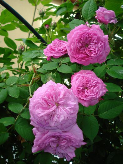 ?Gros Choux d Hollande - Trandafiri 2014