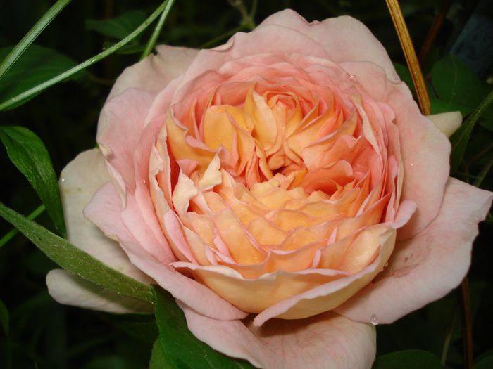 Abraham Darby