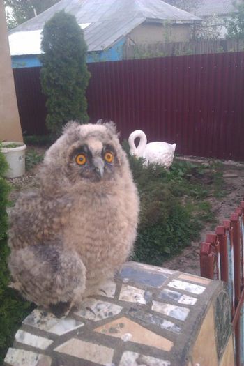 10299088_646164618786917_1726515222551604338_n - CONTACT iasi