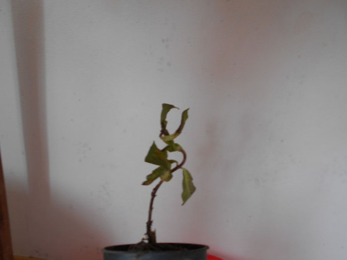 mai 2014 005 - Mai 2014