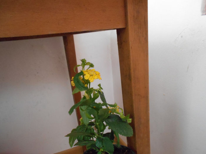....si  galbena cu floricele