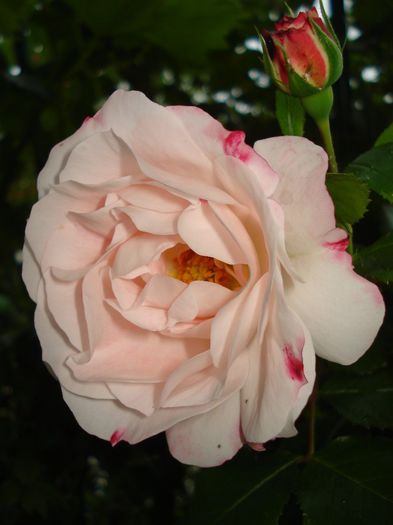 Rosenstadt Freising - Trandafiri 2014