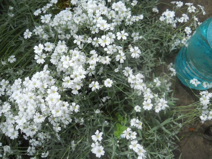cerastum tomentosum