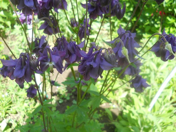 aquilegia mov