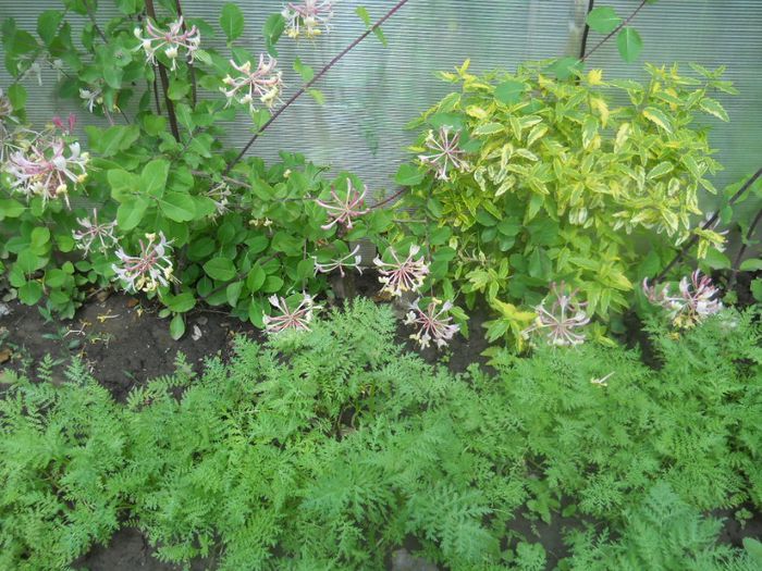 lonicera alb-rosu; Benex cebule
