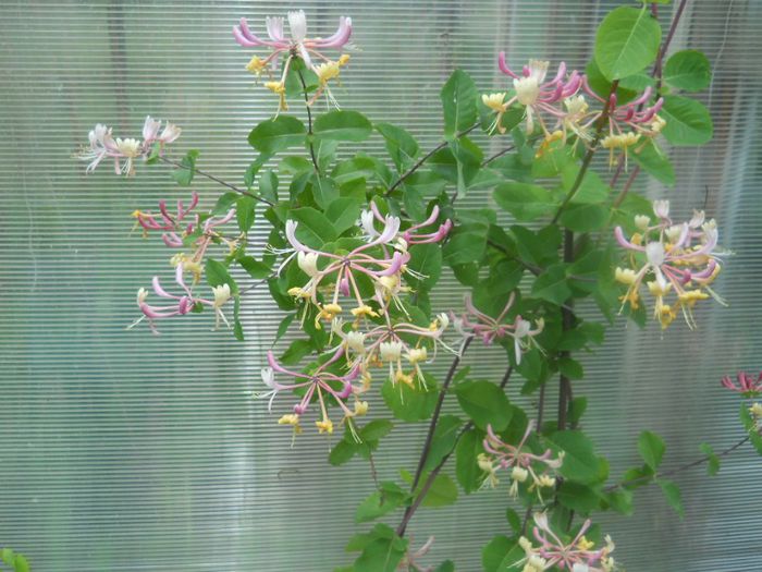 lonicera galben-rosie