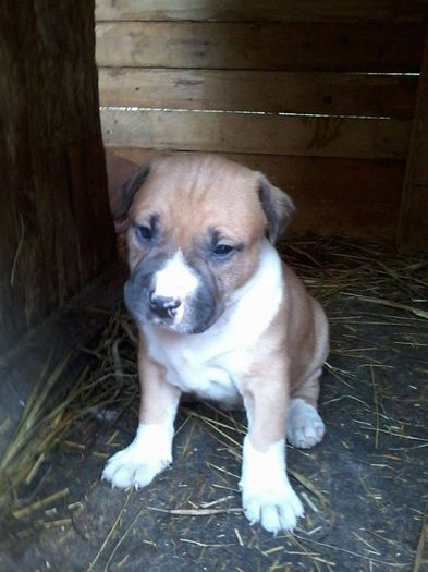 10277045_593814534058763_5355597838883306144_n - pui nascuti 17_04_2014