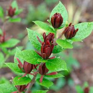 2 - Arbust cu miros de capsuni-Strawberry shrub smell