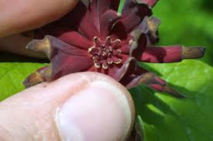 images - Arbust cu miros de capsuni-Strawberry shrub smell