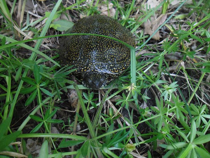 SAM_5277 - DE PRIN NATURA