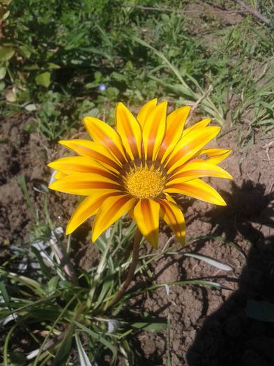 gazania