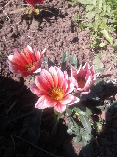 gazania