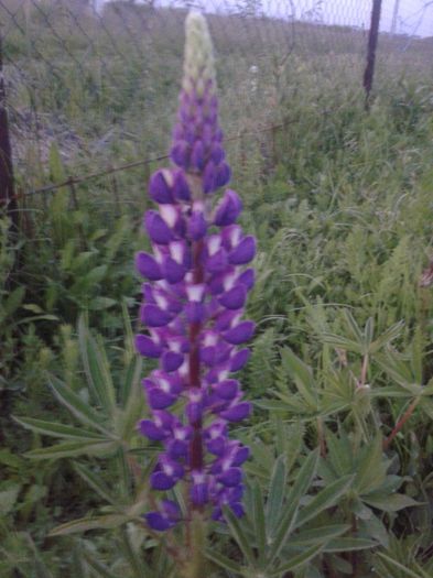 lupin - flori