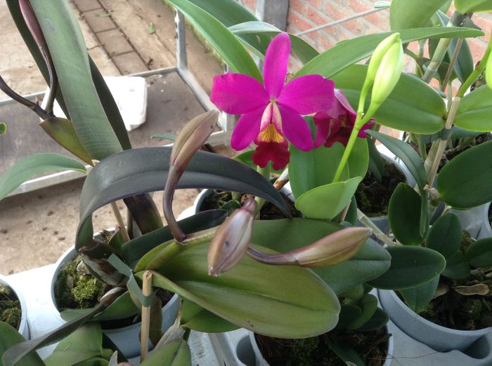 image - Sera orhidee Cattleya