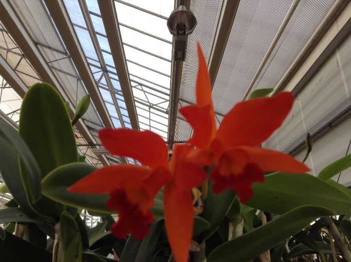 image - Sera orhidee Cattleya