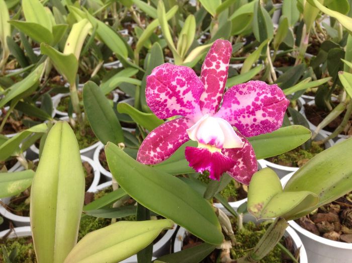 image - Sera orhidee Cattleya