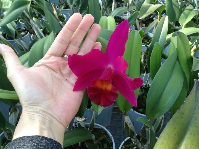 image - Sera orhidee Cattleya