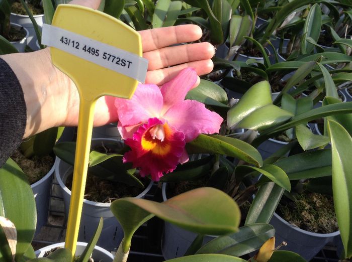 image - Sera orhidee Cattleya