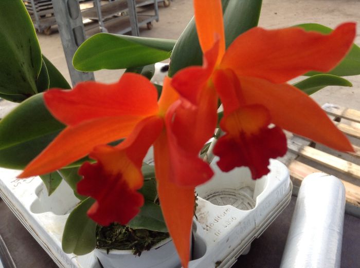 image - Sera orhidee Cattleya