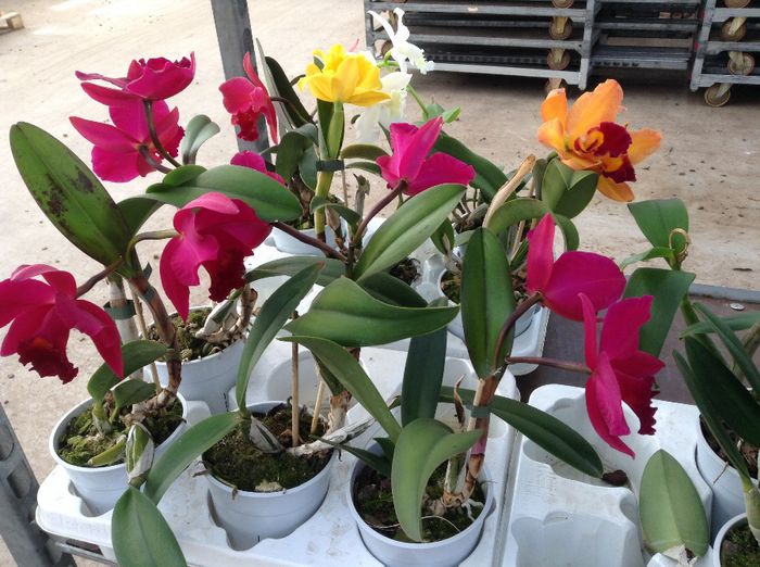 16 Euro sunt cele in ghivece normale - 0 Orhidee Cattleya  propuse spre vanzare
