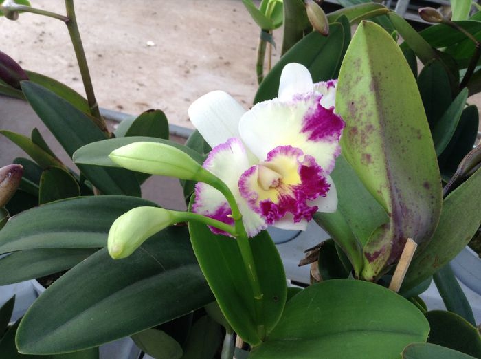 image - 0 Orhidee Cattleya  propuse spre vanzare