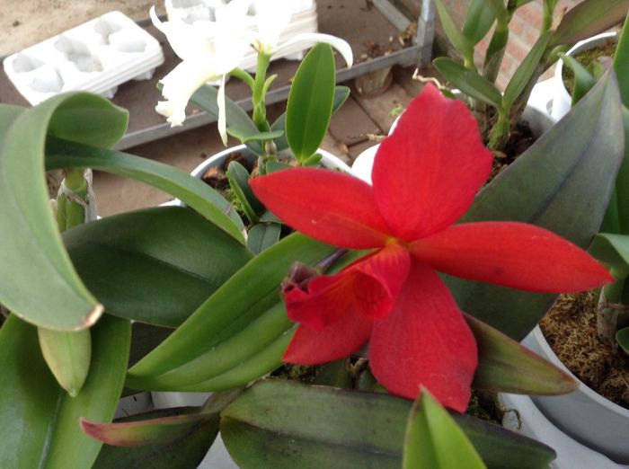 image - 0 Orhidee Cattleya  propuse spre vanzare