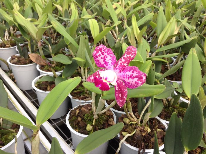 image - 0 Orhidee Cattleya  propuse spre vanzare