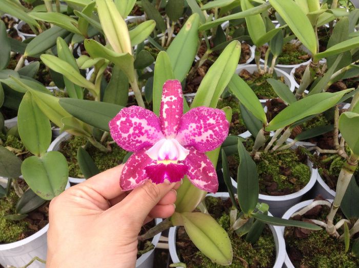 image - 0 Orhidee Cattleya  propuse spre vanzare