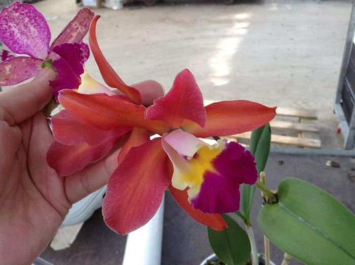 Foarte parfumata - 0 Orhidee Cattleya  propuse spre vanzare