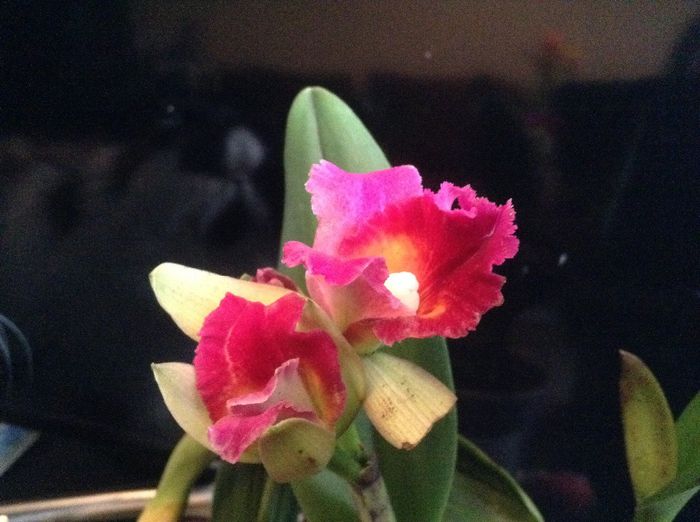 image - 0 Orhidee Cattleya  propuse spre vanzare