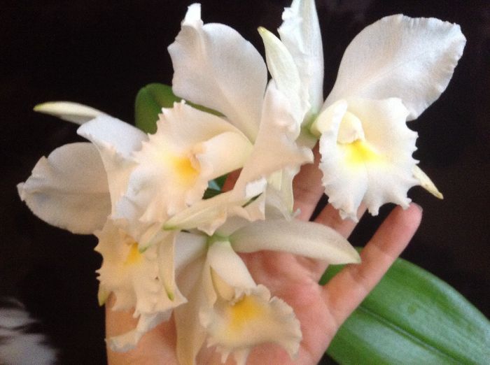 image - 0 Orhidee Cattleya  propuse spre vanzare